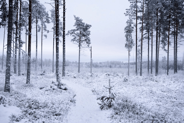 Winter Wonderland in Sweden, by Fanny Gustafsson